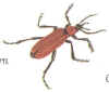 INSECT_7.jpg (15150 bytes)