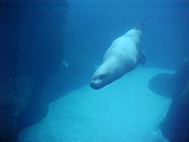 Oregon Zoo-Sealion