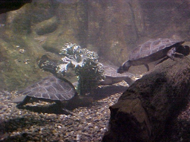 Turtles @ the zoo!