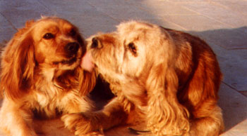 ���� ������� �� ���� �����