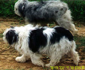 ����� ������