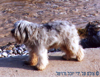 ����- ��� ���