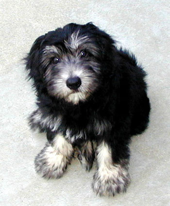 ��� �� 11 ������