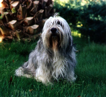 ���� ����