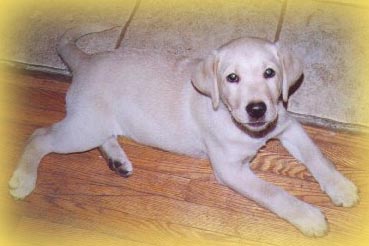 yellow labrador female Selamat Sunrise at Copperstone ~ Sunny