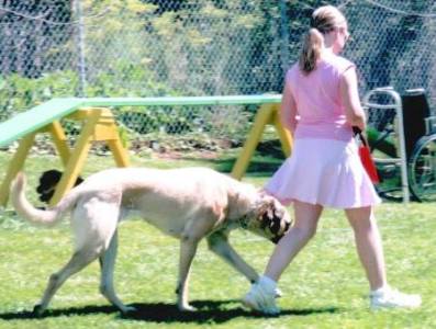 Kara & Kathryn  - Therapy Dog Test