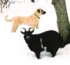 Safi Winter of 2006 with goats