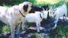 Taz watching over Goats