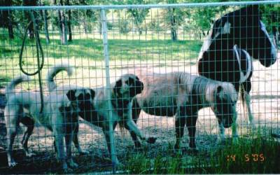 Taz & Kara with Horses