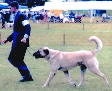 Taz at Hangtown Dog Show