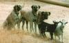Dogs & Goats