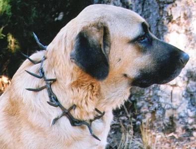 Dog with Turkish collar