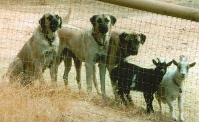 Dogs & Goats