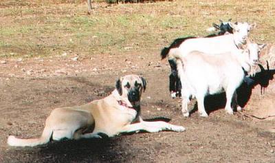 Dogs & Goats