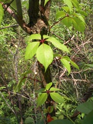 Climbing Vine