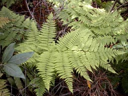 Swamp Fern