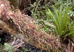 Resurrection Fern