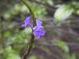 Blue Porterweed
