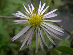 Climbing Aster