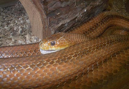 Yellow Rat Snake