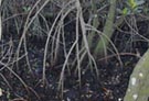 Mangroves