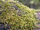 Moss