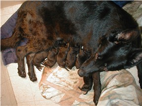 Oxana with 6 pups