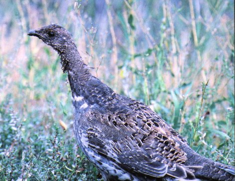 grouse