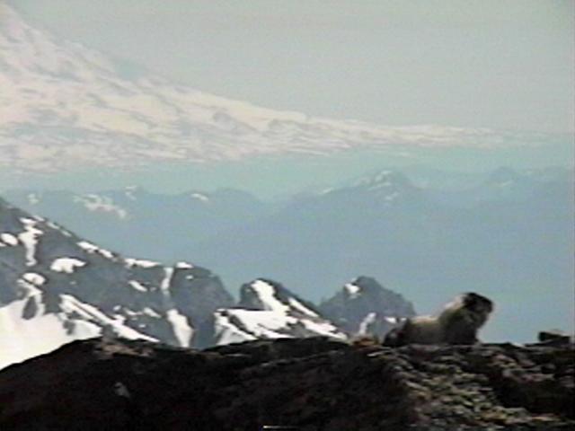 marmot
