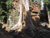 Taprohm Temple - Siem Reap- Click to enlarge photo