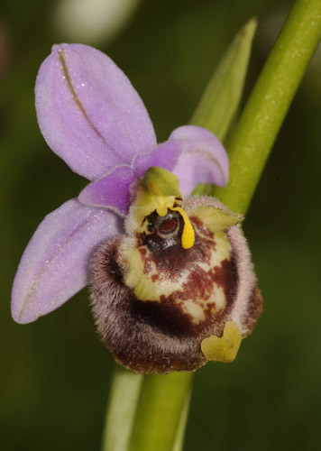 Ophrys candica