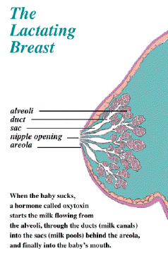 breast.gif (26120 bytes)