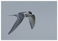 Arctic Tern