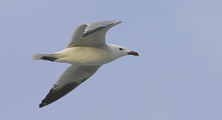 Audouins Gull