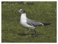 Franklin's Gull