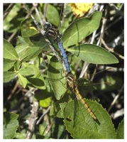 Keeled Skimmer