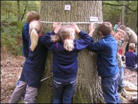 Children measuring a tree