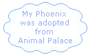 Animal Palace Phoenix Certificate