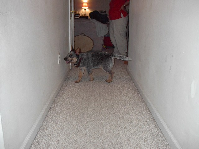 Dingo in all his cuddly splendor