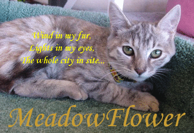 Meadowflower