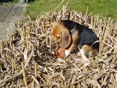 Pookie in the garden