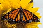 Monarchs look even better on sunflowers.