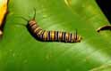 A fat fully-grown caterpillar cruises along a banana palm leaf, searching for a cool place to pupate.