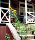 The front stairway of Red Rose Cottage with swan plants and sunflowers growing in pots to catch the sun.