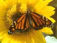 Charming monarch rests on a sunflower.