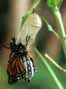 The moment of birth.  A butterfly emerges from her cocoon.