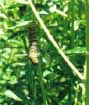 A fully-grown caterpillar heads downward, seeking a safe place to pupate.