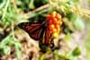 Monarch finds the bright seedpod of arum italicum of interest.