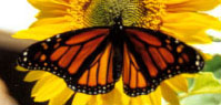 Monarch butterfly sunbathes on a sunflower, January 2001. Photo copyright B. H. Grenville.