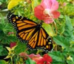 A bright male spreads his wings in a flower bed.